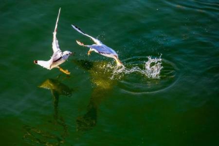 随波逐流命格：流动中的智慧与人生的艺术
