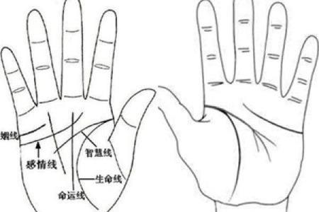 水命属猪的幸运数字与生活运势的秘密探讨