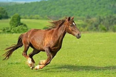 揭示2002年属马的命格与运势，解密人生轨迹！