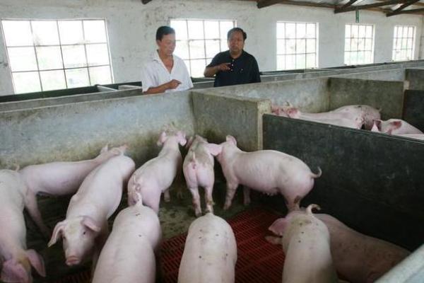 2023年猪年:养猪的智慧与命运的启示 2023年猪年:养猪的智慧与命运的启示