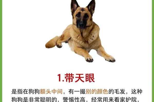 2018年出生的狗:命运与性格的独特之旅 2018年出生的狗:命运与性格的独特之旅