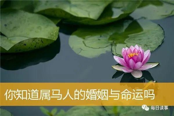 1953年属马的命运分析与生活智慧探讨 1953年属马的命运分析与生活智慧探讨