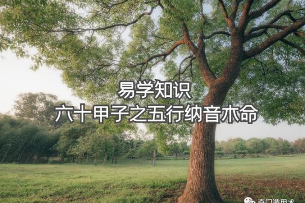 桑柘木命人与其他命局合作的最佳搭档解析 桑柘木命人与其他命局合作的最佳搭档解析