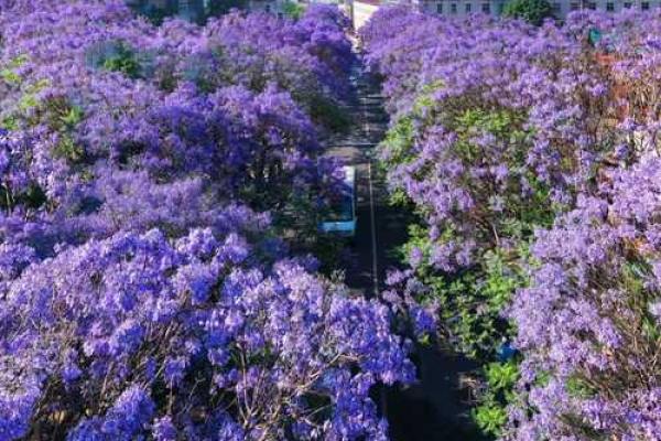 昆明的历史脉络:追溯这座城市的根源与命运 昆明的历史脉络:追溯这座城市的根源与命运