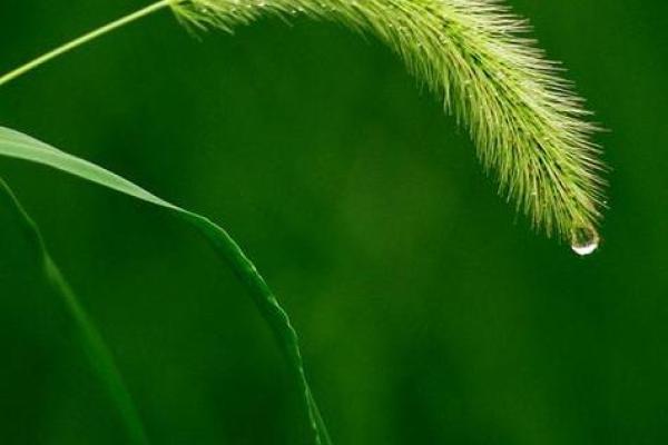 适合木命的手机颜色推荐:为生活增添一抹绿色的活力 适合木命的手机颜色推荐:为生活增添一抹绿色的活力