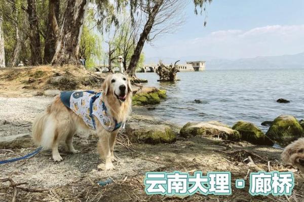 1969年出生的狗:命运与性格的奇妙旅程 1969年出生的狗:命运与性格的奇妙旅程