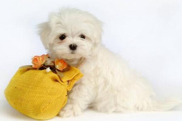 2020年出生宝宝命理解析:如何为他们的未来铺路? 2020年出生宝宝命理解析:如何为他们的未来铺路?