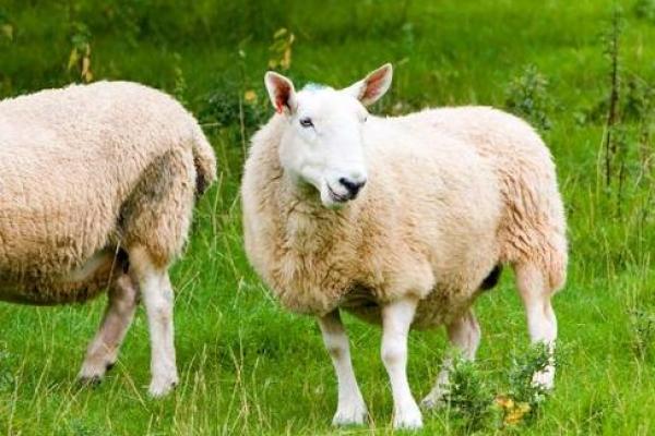 2005年出生的鸡宝宝命运解析:如何成就辉煌人生 2005年出生的鸡宝宝命运解析:如何成就辉煌人生