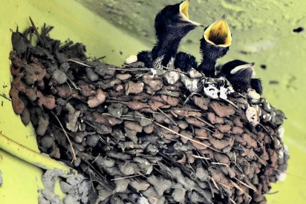 燕子投胎的人:命运的细腻与精彩 燕子投胎的人:命运的细腻与精彩