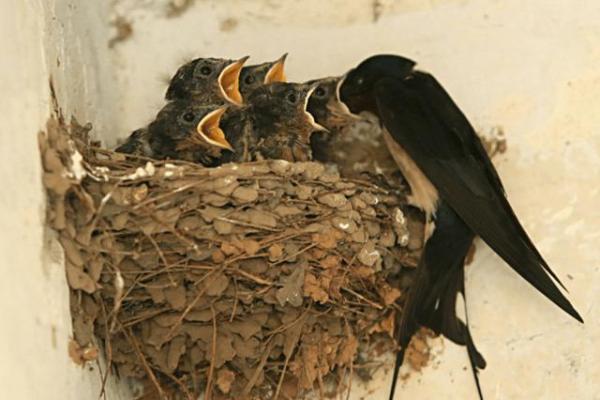 燕子投胎的人:命运的细腻与精彩 燕子投胎的人:命运的细腻与精彩