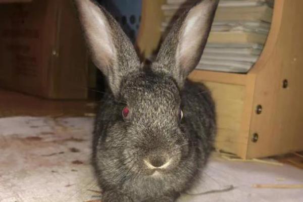 44岁兔子的命运解析:从性格到人生机遇的一次深度探索 44岁兔子的命运解析:从性格到人生机遇的一次深度探索