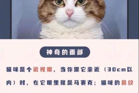 一只猫的命运：探索猫咪与人类之间的奇妙关系