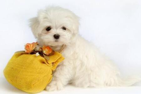 2020年出生宝宝命理解析：如何为他们的未来铺路？