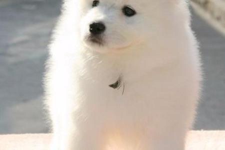 炉中火命与宠物选择：适合你的最佳伴侣！