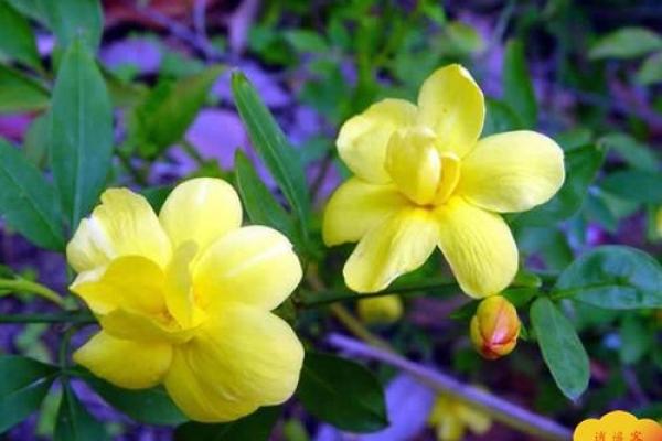 周易解析:属猪的命运与人生智慧 周易解析:属猪的命运与人生智慧