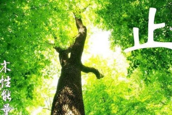 如何通过提升木属性助力海中金命的人生轨迹 如何通过提升木属性助力海中金命的人生轨迹