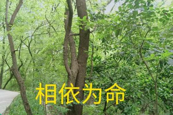 探寻生命的奇迹:为什么会有二十条命? 探寻生命的奇迹:为什么会有二十条命?