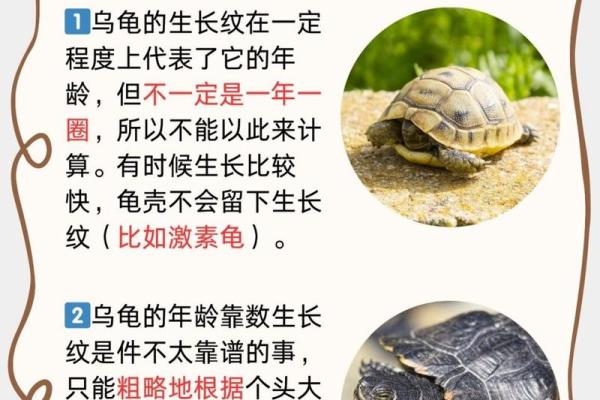 探索乌龟长寿的奥秘:自然界的奇迹与启示 探索乌龟长寿的奥秘:自然界的奇迹与启示
