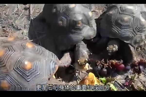 探索乌龟长寿的奥秘:自然界的奇迹与启示 探索乌龟长寿的奥秘:自然界的奇迹与启示