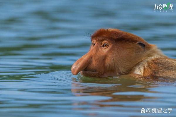 动物的命运与人类的悲欢离合:生存的残酷与温暖 动物的命运与人类的悲欢离合:生存的残酷与温暖