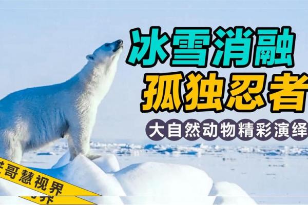 动物的命运与人类的悲欢离合:生存的残酷与温暖 动物的命运与人类的悲欢离合:生存的残酷与温暖