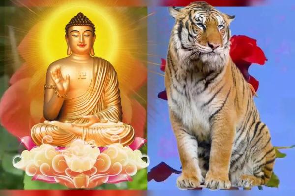 生肖与晚年运势:探秘每个生肖的命运之路 生肖与晚年运势:探秘每个生肖的命运之路