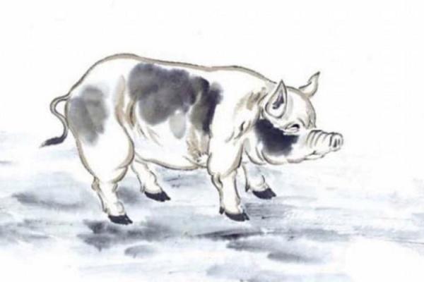 属猪命格解析:探寻猪年出生者的命理特征与人生运势 属猪命格解析:探寻猪年出生者的命理特征与人生运势