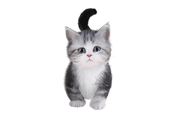 三命猫猫的魅力:一种独特的猫咪品种探索 三命猫猫的魅力:一种独特的猫咪品种探索