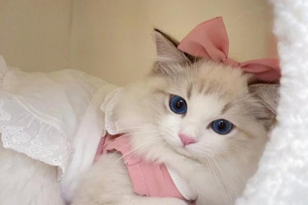 三命猫猫的魅力:一种独特的猫咪品种探索 三命猫猫的魅力:一种独特的猫咪品种探索