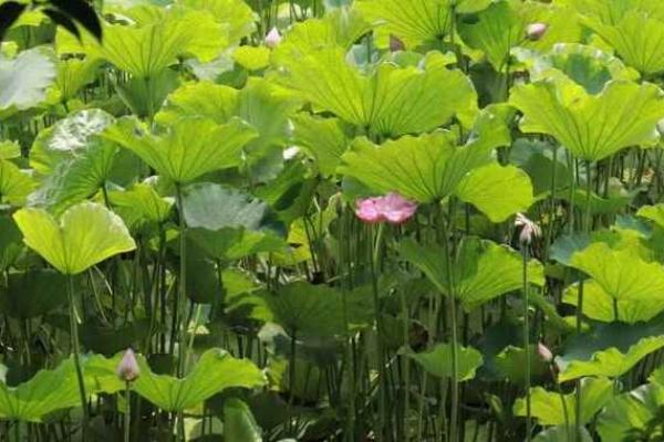 2023立夏后如何转运,开启你的顺风顺水人生! 2023立夏后如何转运,开启你的顺风顺水人生!