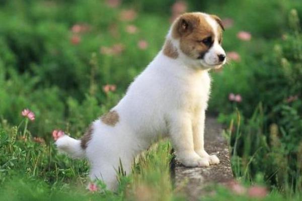 1970年出生的人:狗年命运与生活的奇妙探究 1970年出生的人:狗年命运与生活的奇妙探究