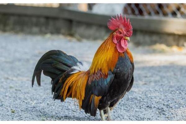 45年属鸡:了解你的命理,开启人生新篇章! 45年属鸡:了解你的命理,开启人生新篇章!