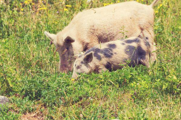 1972年属猪的命:福运与智慧的双重滋养 1972年属猪的命:福运与智慧的双重滋养