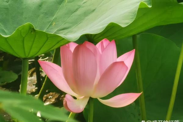 2022年中国农历壬寅年:命卦解析与生活指引 2022年中国农历壬寅年:命卦解析与生活指引