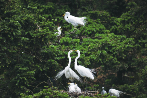 湖泊放生,拯救生命,人与自然和谐共存的美好愿景 湖泊放生,拯救生命,人与自然和谐共存的美好愿景