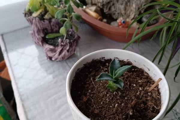 春天出生的人属什么命:解析春天的命理魅力与特征 春天出生的人属什么命:解析春天的命理魅力与特征