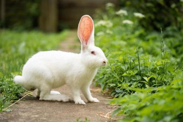 2003年兔年命:机智如兔,灵动人生的运势探秘 2003年兔年命:机智如兔,灵动人生的运势探秘