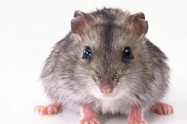 19966属鼠的命运与性格揭秘,属鼠人独特个性分析! 19966属鼠的命运与性格揭秘,属鼠人独特个性分析!