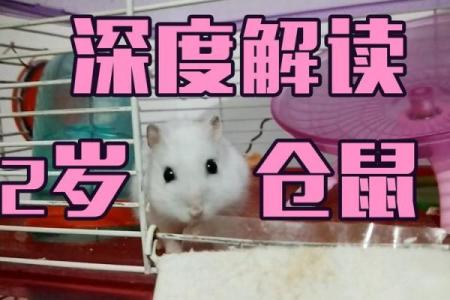 男命命贱：揭秘网络用语背后的深层解读与心理现象