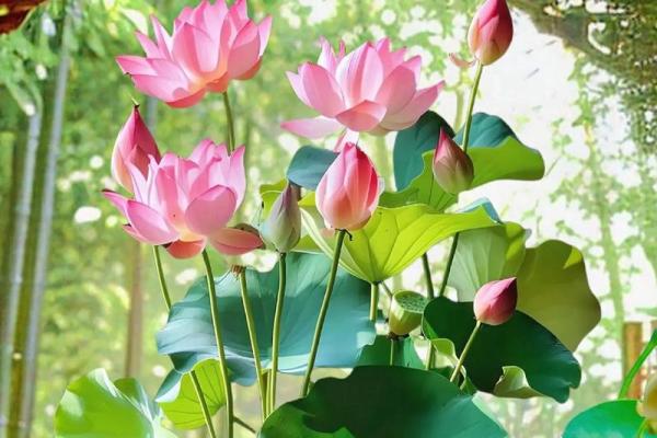 水命人适合什么花盆?揭开与水相生的秘密 水命人适合什么花盆?揭开与水相生的秘密