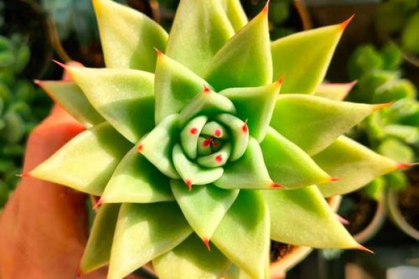 水命人适合什么花盆?揭开与水相生的秘密 水命人适合什么花盆?揭开与水相生的秘密