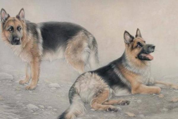 属狗的屋上土命:探寻命中缺失的元素与补救之道 属狗的屋上土命:探寻命中缺失的元素与补救之道