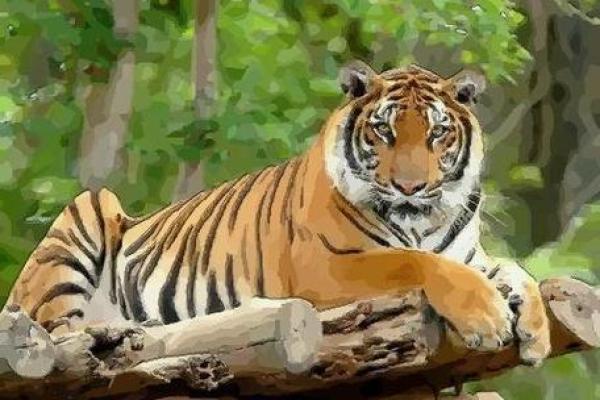 女虎生于子时的命运解析:独立坚韧的魅力与挑战 女虎生于子时的命运解析:独立坚韧的魅力与挑战