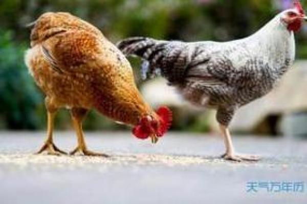 04年属鸡的命运分析与人生启示 04年属鸡的命运分析与人生启示