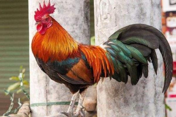 04年属鸡的命运分析与人生启示 04年属鸡的命运分析与人生启示