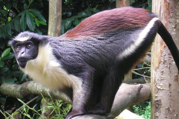 探秘:晚上出生的猴子究竟具有怎样的命运与性格特点? 探秘:晚上出生的猴子究竟具有怎样的命运与性格特点?