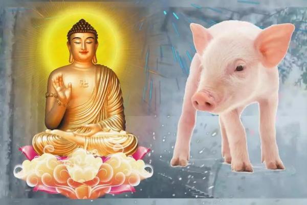 1995年属猪的命运解析:开启幸福人生的财富之路 1995年属猪的命运解析:开启幸福人生的财富之路