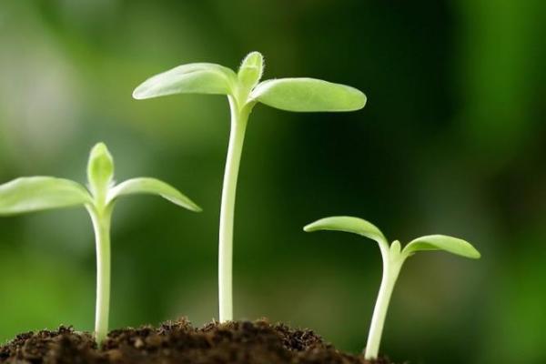 解析女命四个食伤命运与性格特征的深刻内涵 解析女命四个食伤命运与性格特征的深刻内涵