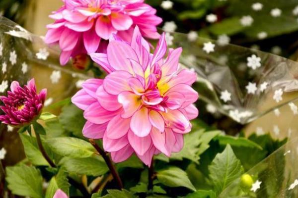 八字女命中的正官命格揭秘:如何把握人生机遇与挑战 八字女命中的正官命格揭秘:如何把握人生机遇与挑战