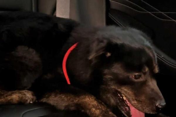 喂狗丢了命:生活中的危险与意外,一不小心就可能失去自己 喂狗丢了命:生活中的危险与意外,一不小心就可能失去自己